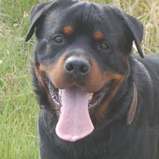 Rottweiler Brutalis