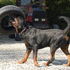 Rottweiler Brutalis