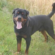 Rottweiler Brutalis