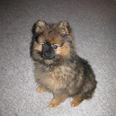 Pomeranian Bamse