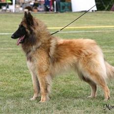 Tervueren  Susmik´s Jill v/Tiene