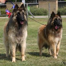 Tervueren  Susmik´s Jill v/Tiene