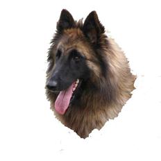 Tervueren  Susmik´s Jill v/Tiene