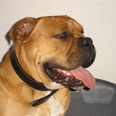 Olde english bulldogge bullgaard,s anton