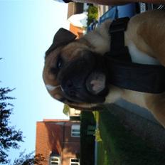 Olde english bulldogge bullgaard,s anton