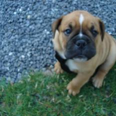 Olde english bulldogge bullgaard,s anton