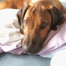 Rhodesian ridgeback Canelian (Carni) 