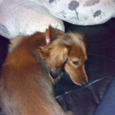 Miniature gravhund sussi