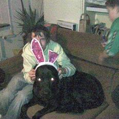 Blanding af racer bamsr