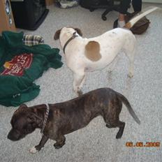 Staffordshire bull terrier otto