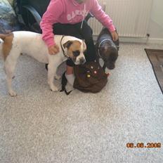 Staffordshire bull terrier otto