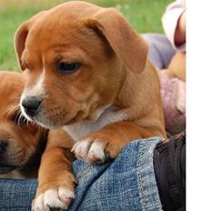 Staffordshire bull terrier Angelicstaff Angel