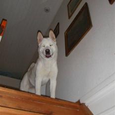 American Akita Ophelia´s best of my love
