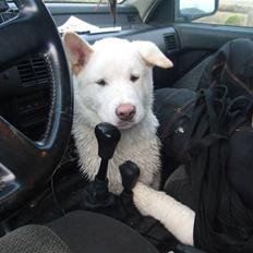 American Akita Ophelia´s best of my love