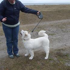 American Akita Ophelia´s best of my love