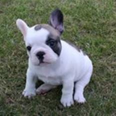 Fransk bulldog Fithian's Na'omiy (Wilma)