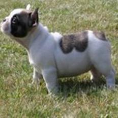 Fransk bulldog Fithian's Na'omiy (Wilma)