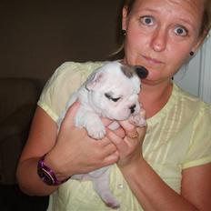 Fransk bulldog Fithian's Na'omiy (Wilma)