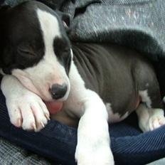 Amerikansk staffordshire terrier Lucca