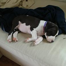 Amerikansk staffordshire terrier Lucca