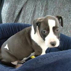 Amerikansk staffordshire terrier Lucca