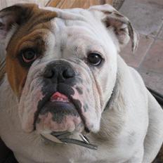 Engelsk bulldog Olga