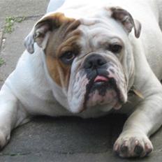 Engelsk bulldog Olga