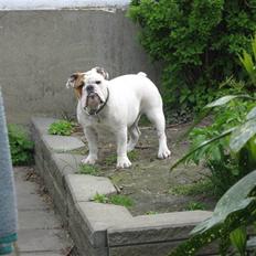 Engelsk bulldog Olga