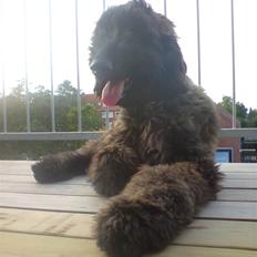 Afghansk mynde Jackson