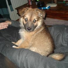 Islandsk fårehund Hayley