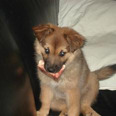 Islandsk fårehund Hayley