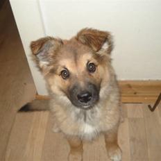 Islandsk fårehund Hayley