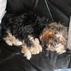 Yorkshire terrier Silke