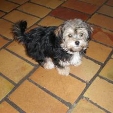 Yorkshire terrier Silke