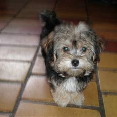 Yorkshire terrier Silke