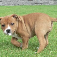 Staffordshire bull terrier Angelicstaff Angel