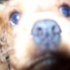 Cavalier king charles spaniel Bailey