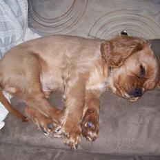 Cavalier king charles spaniel Bailey