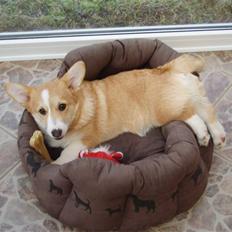Welsh corgi pembroke oprindelig yanghua olfert