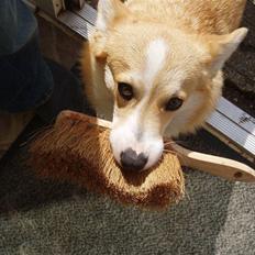 Welsh corgi pembroke oprindelig yanghua olfert