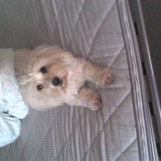 Coton de tulear Jasmin