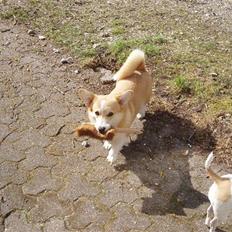 Welsh corgi pembroke oprindelig yanghua olfert
