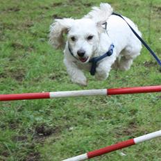 Coton de tulear Jasmin