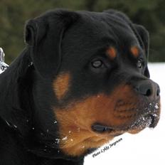 Rottweiler ASHIA