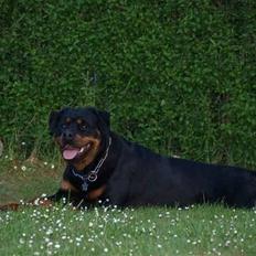 Rottweiler ASHIA