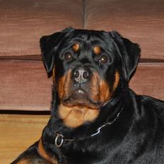 Rottweiler ASHIA