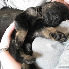 Schæferhund Skusterhuset's Dane