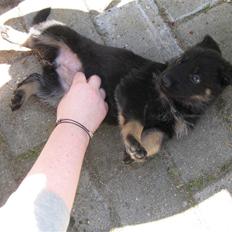 Schæferhund Skusterhuset's Dane