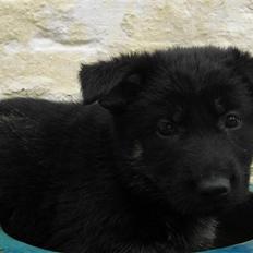 Schæferhund Skusterhuset's Dane