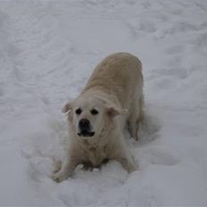 Golden retriever Molly 